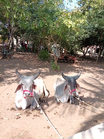 હા ગોડલા વેચવાના છે