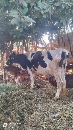 थंबनेल 4