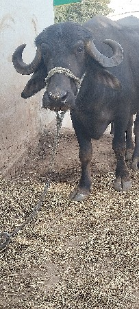 થંબનેલ 3