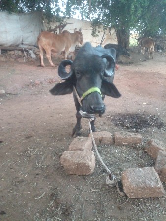 આ ભેસ વેચવા નીછે