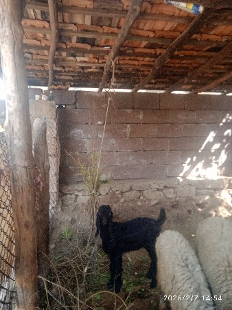 थंबनेल 3