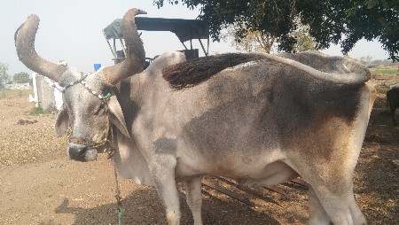 थंबनेल 3