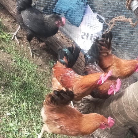 આ.વેચવાનાછે