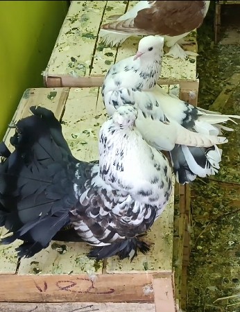 મોરપીંછ ૩ જોડી દેવાની છે