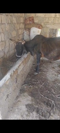 એચ. એફ. ગાય વેચવાની છે