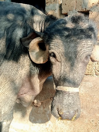 ભેશ વેશવાની શે