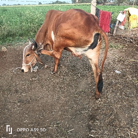 थंबनेल 3