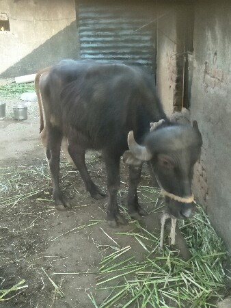 थंबनेल 2