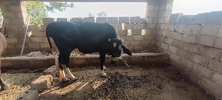 थंबनेल 2