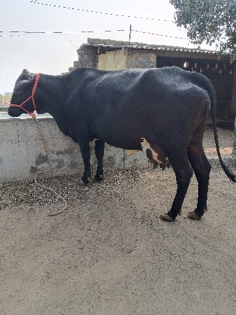 थंबनेल 3