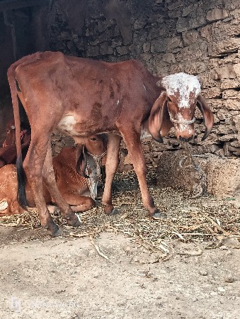 બે ગીર વાંસળી વેચવાની છે