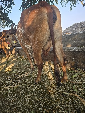 દેશી ગાય વેચવાની છે
