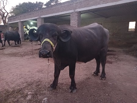 ખળેલિ વેચવાનિ છે