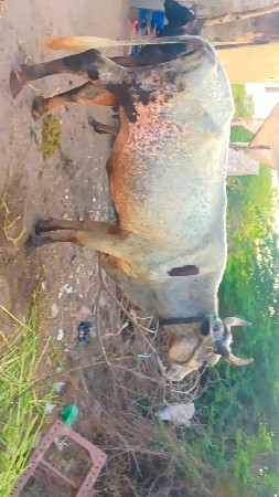 ક્રોશ ગાય વેચવાની છે સારી ગાય છે
