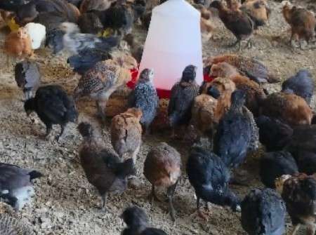 દેશી મરઘા ના બચા