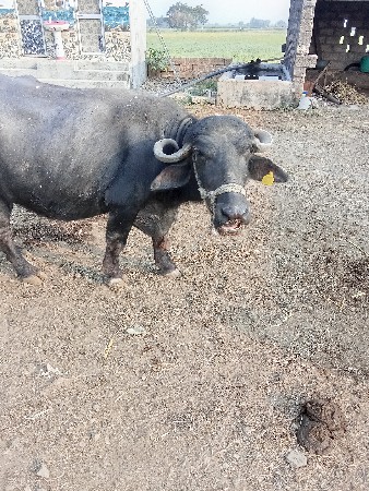 ભેંસ વેચવાની સે / 9265669435