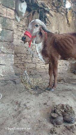 थंबनेल 2