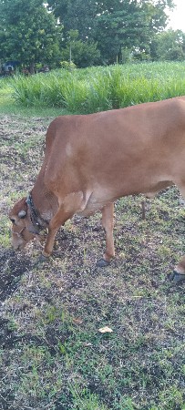 1 વેતર ઓડકી