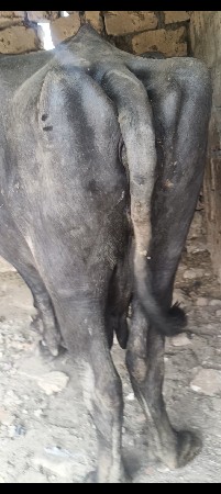 थंबनेल 3