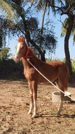 3 મહિના 25 દીવસ નો વછેરો