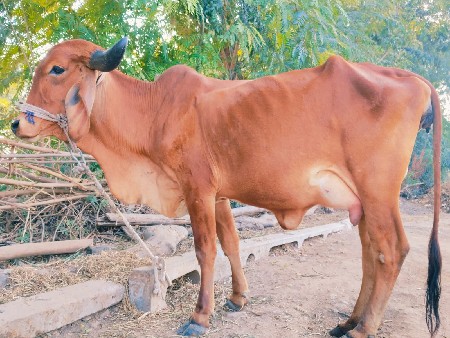 थंबनेल 2