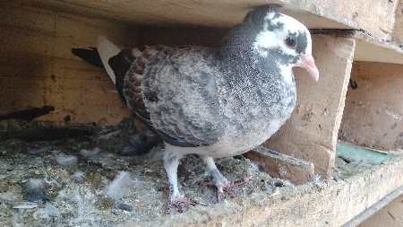 ફેન્સી કબૂતર