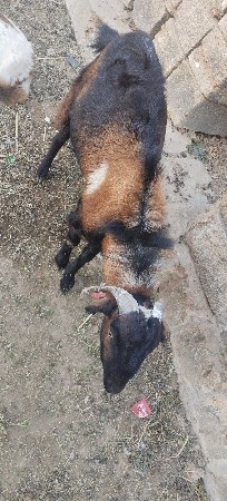 થંબનેલ 3