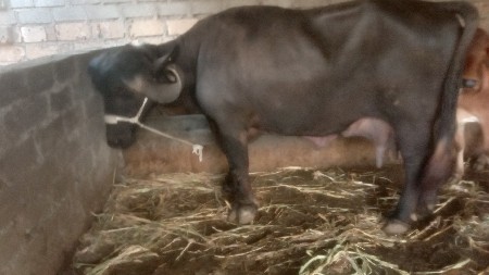 ભેંસ વેચવાની છે  9 10 લેટર દૂધ કરે