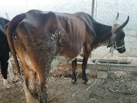 જરસી ક્રોસ હોડકી વેચવાની છે