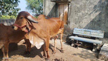 थंबनेल 2