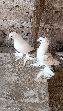 थंबनेल 2