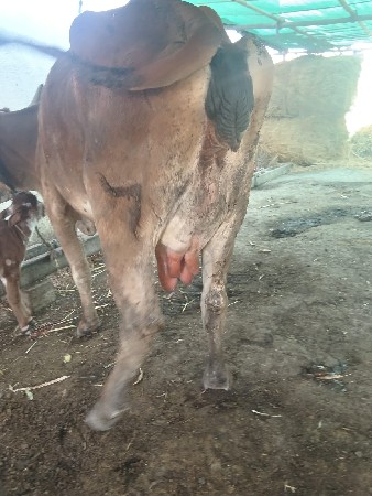 દેશી હોળડી વેચવાની છે