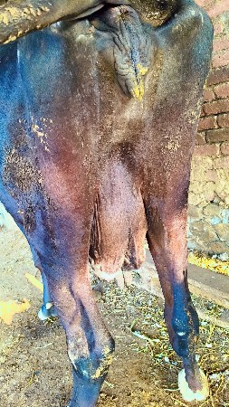 थंबनेल 3