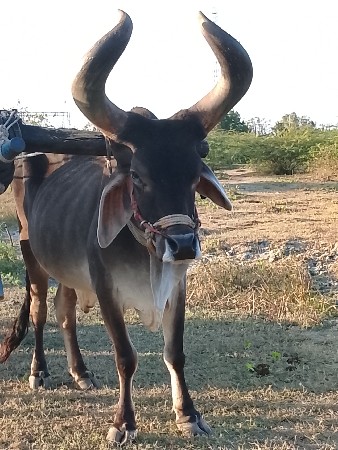 थंबनेल 2