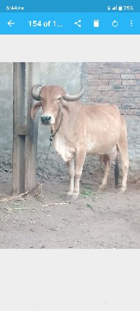 ગાય  વેચવાનિ છે