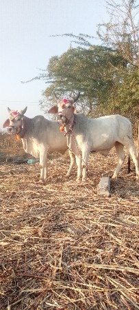 વેચવાના છે