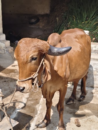 ગાય વેચવાની સે