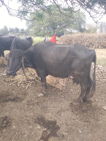 थंबनेल 3