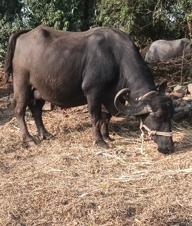 ભેસ વેચવા ની સે