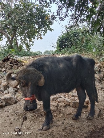 ખડેલી વેચવાની છે