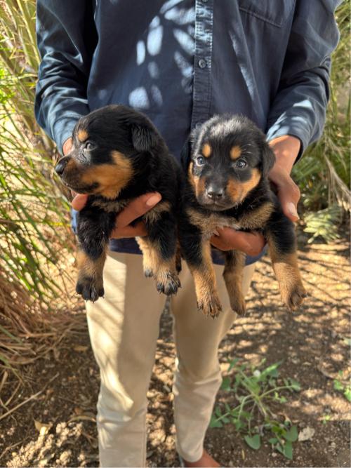 थंबनेल 2