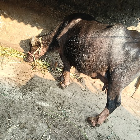 થંબનેલ 3