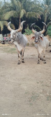 थंबनेल 2