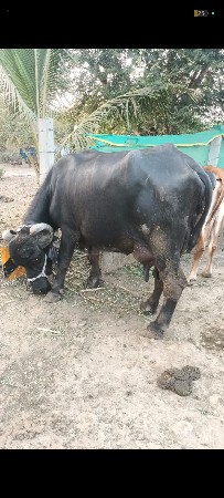 જાફરાબાદી ભેસ સે