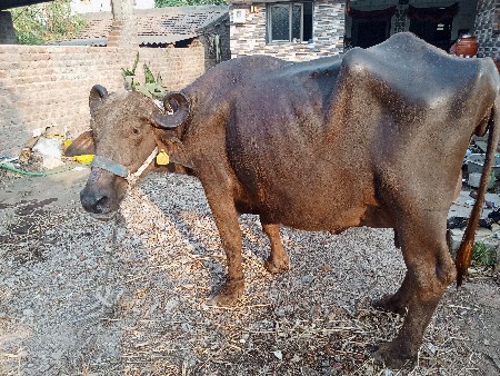 ભેંસ વેચવાની છે