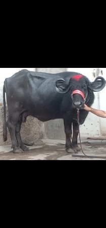 थंबनेल 2