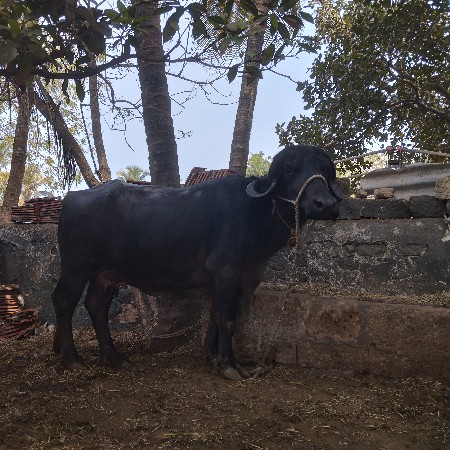 थंबनेल 2