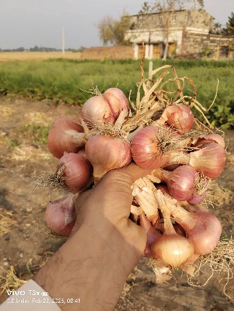 પીળી પત્તિ ડુંગળી વેચવા ની છે