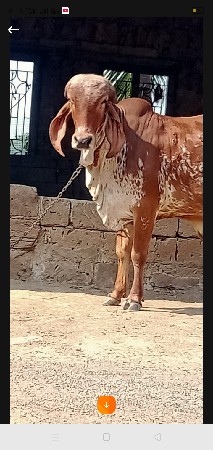 थंबनेल 3