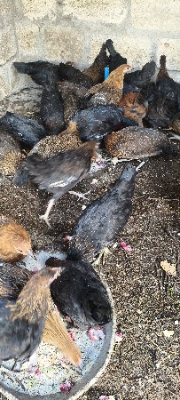 દેશી મૂરઘી